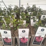 Ruža mnohokvetá (Rosa floribunda) 'ABRACADABRA'® Kordes - výška 15-25 cm, kont. C5L